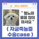 축농증 수술case &gt; : 해뜨는동물병원/외과전문동물병원/수술전문동물병원/신진주역동물병원/진주중성화수술