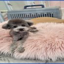 이쁘개몽 이미지