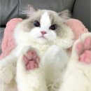렉돌 냥이 이미지