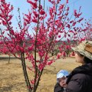 간이화장실_노들나루공원 | 김해 매화명소 용당나루매화공원 매화 개화실시간