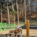 나이스포토 | 대형견“1000평 단독 대관인데 5만원? 양주 나이스 피크닉 가성비 미쳤습니다”