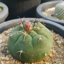 귀선농장 이미지