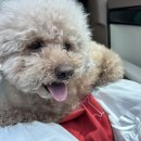 댕댕월드&퍼피 이미지