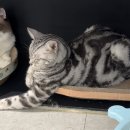 멍브로 이미지