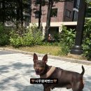 프롬몽쥬 이미지