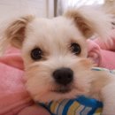 똥꼬발랄 이미지