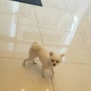 닥터김 동물병원 이미지