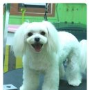 이브애견샵 이미지