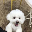 미자애견 이미지