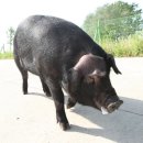 축진농장 이미지