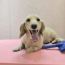 개이쁘댕 이미지