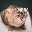 이층집고양이 이미지