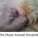 더샵 동물병원 이미지