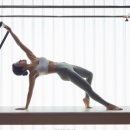 필라펠리스 이미지