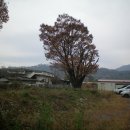 고목초등학교 이미지