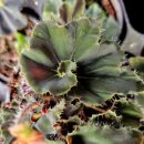 맘보농장 이미지