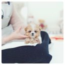 선부광장 | “선부광장 산책길에서 매일 힐링하는 말티푸, 우리 집에 온 날부터 행복 시작!”