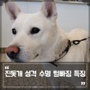 진도견나라 이미지