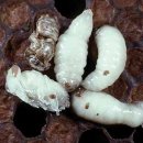 가시응애 (Tropilaelaps mites)의 일생 순환 이미지