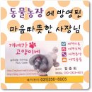개네가 고양이네 | 수원 강아지 분양은 동물을 사랑하는 착한 사장님 애견샵에서