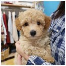 버디독 고양이분양 강아지분양 안심분양센터 인천점 | 인천강아지분양 망설이던 날에 만난 선택, 버디독 고양이분양 강아지분양 안심분양센터 인천점 방문 후기