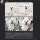 까끄롱 | [울산 애견 미용] 중구에 위치한 &#39;까끄롱&#39;, 비숑 가위컷 미용 후기