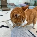동물자유연대 온캣 고양이 봉사활동 후기 ㅣ 고양이 보호센터 봉사 신청 방법