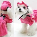 이쁜강아지 이미지