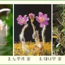 Re:대나무 꽃 이미지