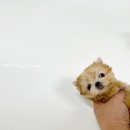 모델독켄넬 이미지