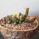 아리엘 이미지
