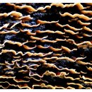 버섯마을 이미지