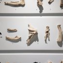 동삼동패총전시관 | 부산 볼거리. 부산 가볼 만한 곳. 부산에서 만난 신석기 시대 문화유산. 동삼동 패총 전시관