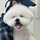 두유네 애견미용실 이미지