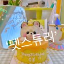 펫스튜리(petschurri) 이미지