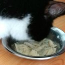 (주)아로펫 이미지