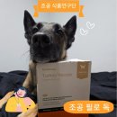 조공 습식사료 필로 독 칠면조 설거지 한 후기