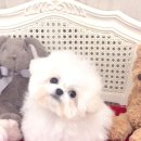 쁘띠숑 네이버블로그