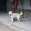 산인-4 Daum카페