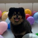 인천애견호텔 사이좋개 송도점 이미지