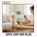 아마존펫 | 아마존펫 데오드란트 미스트 사용 후기 — 산책 후마다 뿌려주는 이유