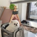 오마이펫 이미지