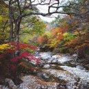 지리산 단풍비 이미지