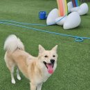 도그와트 이미지