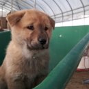 댕댕이 하우스 이미지