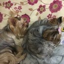 도담이 이미지