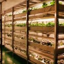 도심형 LED 식물공장 , 도심에 씨를 뿌린 사연 친환경 농산물의 앞날을 고찰한다 이미지