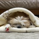 부산동물병원 | 부산 지동범 동물병원 | 안과 진료 수술예약 후기