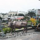 천지연로 이미지