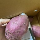 김의준 고구마 꿀고구마 베니하루카 황금호박고구마 내돈내산후기